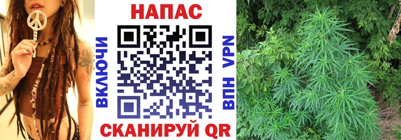 Канабис OG Kush Бузулук